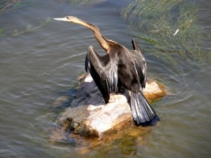 BIRD LOVER PARADISE