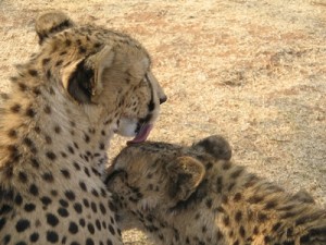 CHEETAH BREEDING PROGRAM